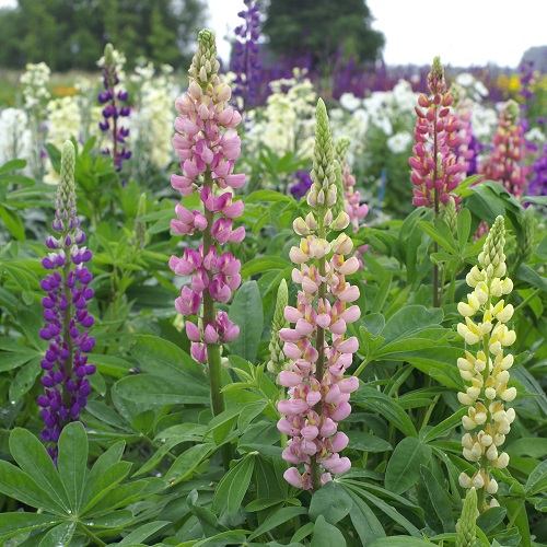Lupinus Russel mix 10 g (cca 450 semien)